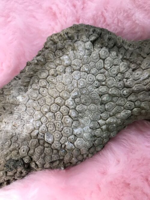 Darran McGlynn: Leaves Ground | Friday 16 June  – Friday 11 August 2023 | Roscommon Arts Centre | Image: photo of what looks like a fossil against a pink fluffy background; the possible fossil has a rough honeycomb pattern of hexagonal shapes, each with a circle and a hole in the circle 