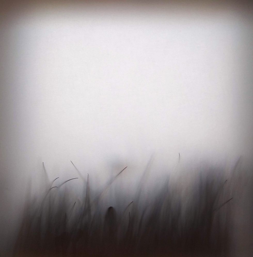 Charys Wilson: Spaces Between | Saturday 3 June  – Saturday 22 July 2023 | Golden Thread Gallery | Image: an almost black-and-white photo of grasses – in fact ‘handcrafted botanicals’ – in a thick fog or pressed up against a very fine gauze 