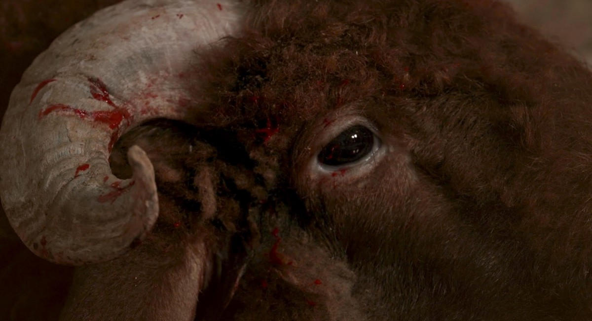 Anton Vidokle, Autotrofia, still, 2020-23 | Anton Vidokle and the Institute of the Cosmos | Saturday 1 July  – Saturday 28 October 2023 | SIRIUS | Image: Anton Vidokle, Autotrofia, still, 2020-23 – the film still is a close-up of a ram’s head, showing a black right eye (with a bit of reflected light) and a short, curved right horn that appears to have some red blood on it 