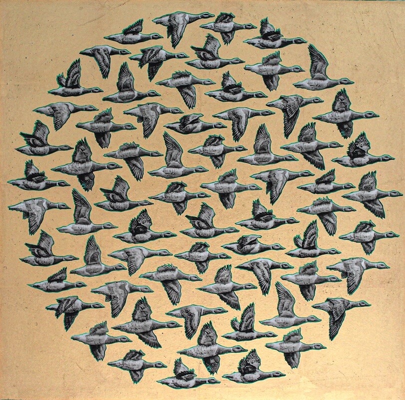 Kelvin Mann: Brent geese - Starboard | Kelvin Mann: Navigate | Saturday 10 June  – Saturday 8 July 2023 | SO Fine Art Editions | Image: Kelvin Mann: Brent geese - Starboard – about 50 geese depicted flying towards viewer’s; they're in a circular configuration of individuals (not a formation) against what seems to be a gold background 
