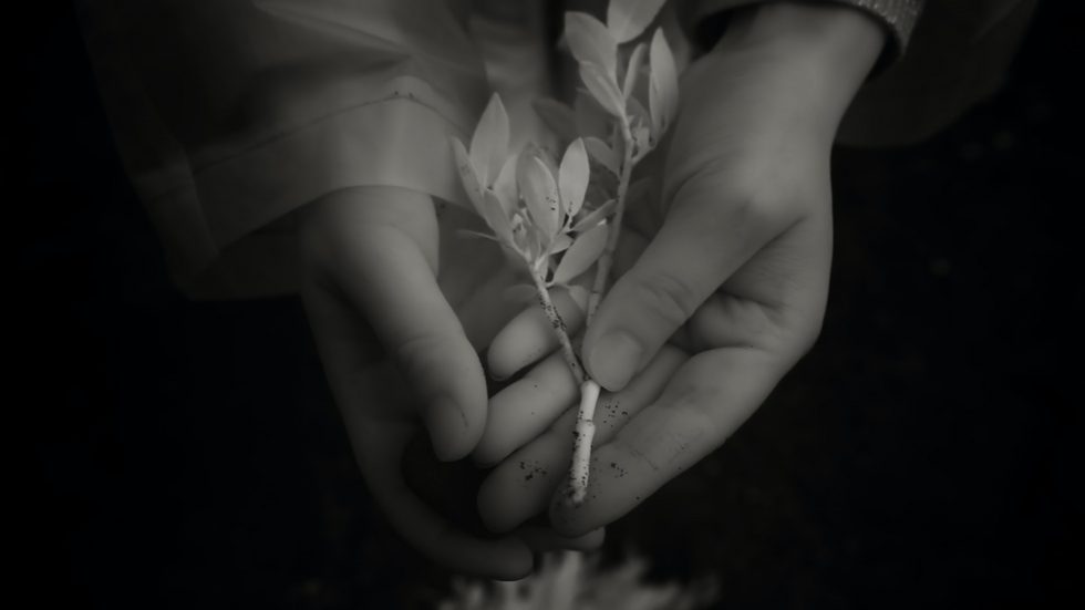 Clare Langan: The New Dawn Fades | Saturday 8 July  – Thursday 31 August 2023 | Golden Thread Gallery | Image: black-and-white photo / film still of two hands holding out towards us a plant cutting, all against a very dark background except for the hint of the top of a flower bottom centre 