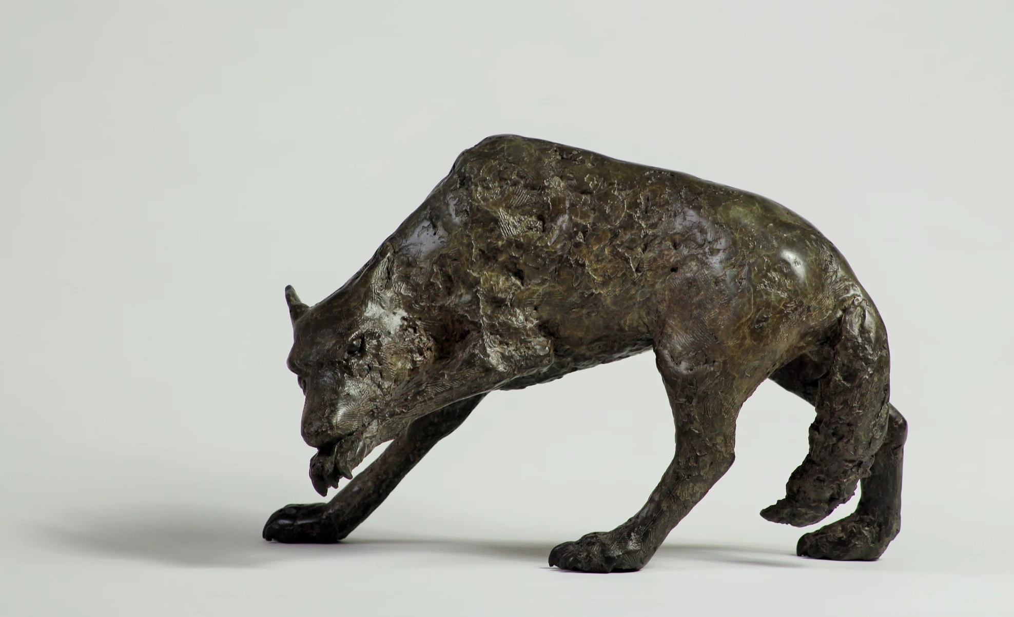 Peter Killeen, The Wolf that bites its Paw, bronze, edition of 9, 27 x 13 x 18cm, 2023 | Peter Killeen: The Medieval Bestiary | Thursday 31 August  – Saturday 23 September 2023 | Solomon Fine Art | Peter Killeen, The Wolf that bites its Paw, bronze, edition of 9, 27 x 13 x 18cm, 2023 – realistic bronze model of a wold doing just what the title says; its left front paw is raised, and the head lowered with the mouth seizing the paw; we have a side-on view; the sculpture is photographed against a white surface curving into a white background, with  minimal shadow from lighting mostly to the right 