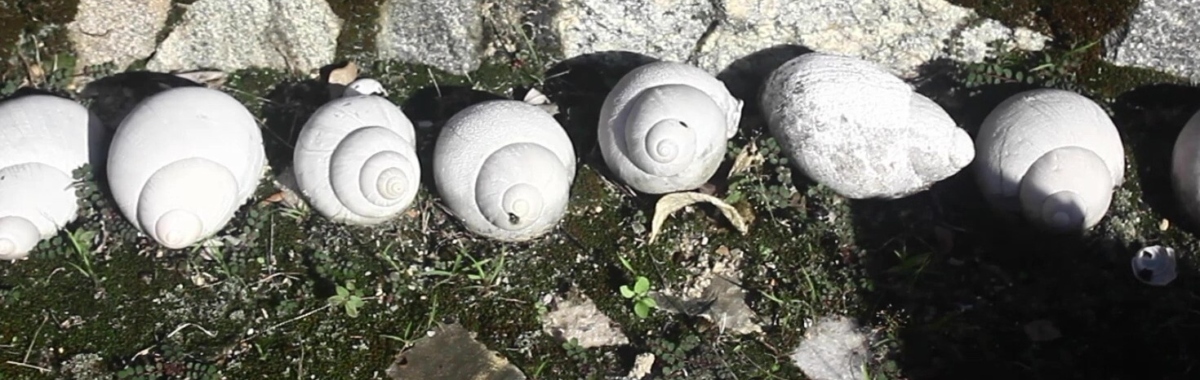 Fábio Andrade: Contorno / Contour, 2021, digital, 10 minutes | aemi tour 2023: Súitú | Saturday 14 October  – Saturday 2 December 2023 | Mermaid Arts Centre | Image: Fábio Andrade: Contorno / Contour, 2021, digital, 10 minutes; courtesy of the artist | narrow, horizontal video still detail, showing a row of seven white seashells in sunlight on rough ground – some moss and small plants, many rocks protruding from the soil 