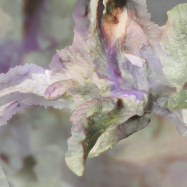 Ella Yolande: We have Never been Only Human |  CCA 
5-7 Artillery Street Derry~Londonderry | Wednesday 13 September to Thursday 21 September 2023 | to 