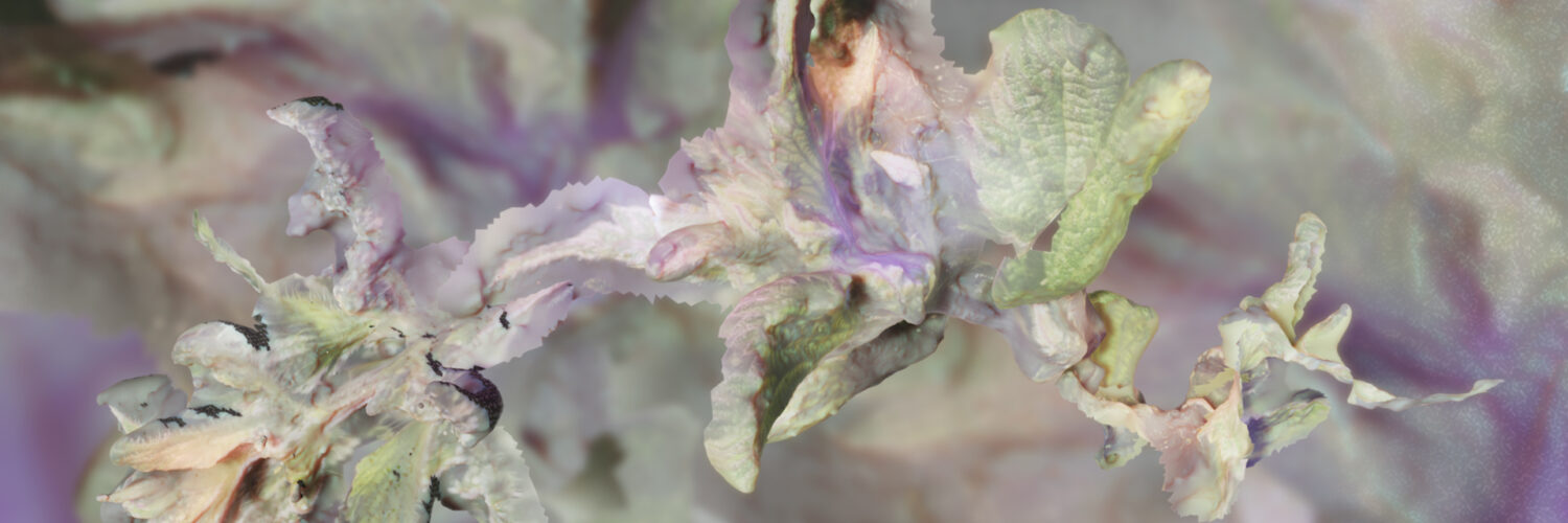 Ella Yolande: We have Never been Only Human | Wednesday 13 September  – Thursday 21 September 2023 | CCA | Image: photo of what looks like a plant of some sort, somewhat orchid-like, somewhat faded or distressed; muted colours; plenty of bokeh blurring the background 