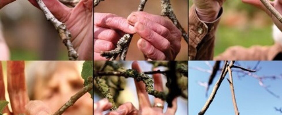 Screen Dance banner_image