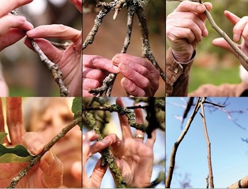 Rosemary Lee & Roswitha Chesher: Orchard Portraits, detail of video still | Screendance | Friday 10 November 2023  – Sunday 28 January 2024 | Limerick City Gallery | Image: Rosemary Lee & Roswitha Chesher: Orchard Portraits, detail of video still | the image is a montage of six rectangles in a 3 x 2 grid; in five of the six rectangles we see a photographic image of hands close-up, interacting with twigs / branches of trees; the bottom-left image also has a blurred face in the background, and the bottom-right image is of twigs against a blue sky 