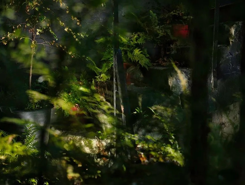 Conor Horgan, Forest Dublin 1, archival pigment print on 308 gsm, Hahnemühle Photo Rag paper. Edition of 6 +1 A/P (4 available). Framed size (55x70cm). Limed ash box frame behind AR glass. | Compendium – Winter Group Show 2023 – 2024 | Sunday 17 December 2023  – Sunday 17 March 2024 | Olivier Cornet Gallery | Image: Conor Horgan, Forest Dublin 1, archival pigment print on 308 gsm, Hahnemühle Photo Rag paper. Edition of 6 +1 A/P (4 available). Framed size (55x70cm). Limed ash box frame behind AR glass. | a photo, probably taken in flower shop, though it could equally be someone’s patio; through foliage and wooden supports we see plant pots and leaves / branches of various small-ish plants, all lit from below in a space that is otherwise dark; the effect overall is Christmassy 