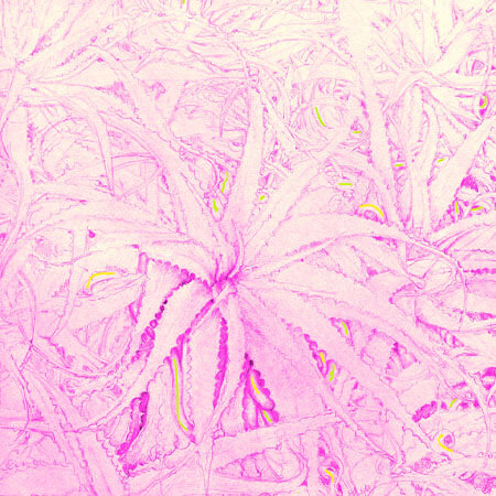 Cecilia Bullo, Underbelly Glossolalia, drawing and pigment on paper, 2024 | Cecilia Bullo, Ella Bertilsson, Hannah Ní Mhaonaigh: Endlessnessnessness | Thursday 1 February  – Saturday 23 March 2024 | The LAB | Image: Cecilia Bullo, Underbelly Glossolalia, drawing and pigment on paper, 2024; this appears to be a drawing of aloe vera plants, in a purplish pink 