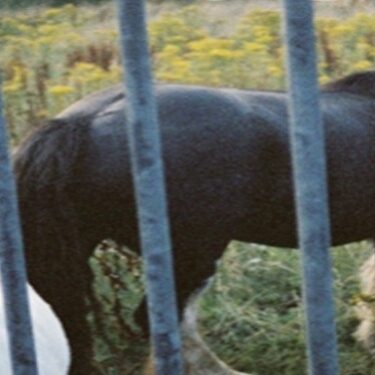 Émile Crowther and Hannah Ní Mhaonaigh: Horses |  Mermaid Arts Centre 
Main Street, Bray Co. Wicklow | Saturday 11 May to Saturday 22 June 2024 | to 