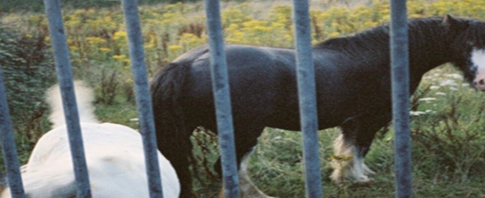 Web_Banner_Horses_Hannah_Ni_Mhaonaigh_Emile_Crowther