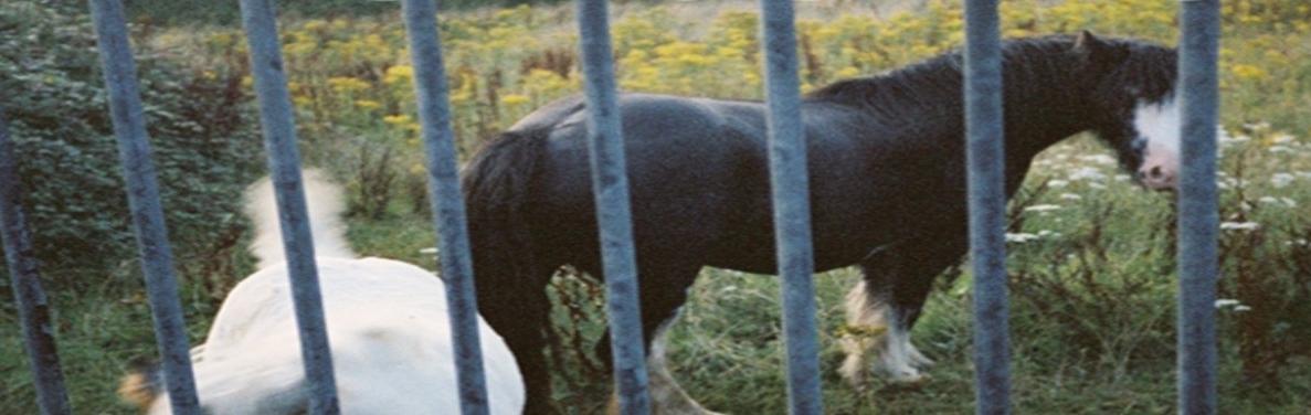 Émile Crowther and Hannah Ní Mhaonaigh: Horses | Saturday 11 May  – Saturday 22 June 2024 | Mermaid Arts Centre | Image: photo, very wide, of what is probably two horses, seen through metal bars; they are in a field full of wildflowers of the tall variety, and possibly brambles on the left; there’s a white maybe-horse nearest the bars and we just see a white possibly horse-ish shape; the second horse is a bit farther away, maybe a metre or so from the bars; it is black but for white fetlocks; we see it side-on, though the head is slightly turned to look at the camera 