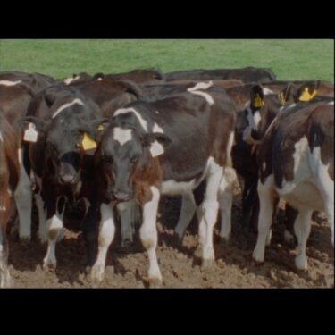 Sarah Browne: Buttercup |  SIRIUS 
The Old Yacht Club Cobh, Co. Cork | Saturday 13 April to Saturday 29 June 2024 | to 