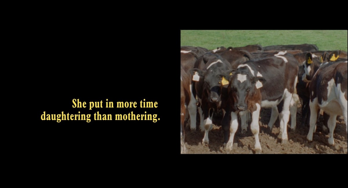 Sarah Browne: Buttercup | Saturday 13 April  – Saturday 29 June 2024 | SIRIUS | Image: to the right on a horizontal black background, is a photo of some Holstein (black-and-white) cows (or bullocks?) bunched together across the photo, taking up most of the image space; the cow closest to the middle is looking back at the camera; tags hang from both ears; the earth they are standing on, in bright sunlight, is dried mud; behind them at the top of the photo we see green grass; to the left of the photo, in yellow serif font on the black background, the words “She put in more time daughtering than mothering.” – spread over two lines 