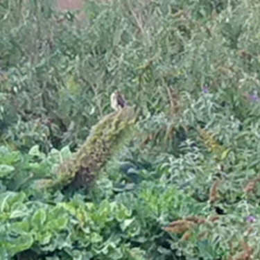 Rewild Dublin? |  NCAD Gallery 
100 Thomas Street Dublin 8 | Wednesday 15 May 2024 | to 