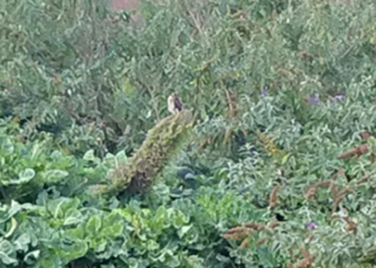 The New Wild: Surrounded by self-seeded Kale and Buddleia davidii, a Female Sparrow hawk uses Echium pininana as hunting perch. NCAD FIELD, September 2020. Photo: Gareth Kennedy | Rewild Dublin? | Wednesday 15 May 2024  | NCAD Gallery | Image : The New Wild: Surrounded by self-seeded Kale and Buddleia davidii, a Female Sparrow hawk uses Echium pininana as hunting perch. NCAD FIELD, September 2020. Photo: Gareth Kennedy | quite blurry photo of a pretty wild looking patch, full of plants; there is what looks like a green-brown stump sticking up at an angle more or less in the centre of the photo, and on it is apparently a female sparrow hawk – there is certainly a birdlike shape on the stump 