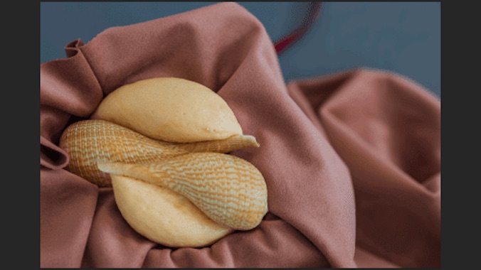 Naomi Draper: but if I could understand what you are, root and all, and all in all | Friday 12 July  – Saturday 31 August 2024 | Roscommon Arts Centre | Image: photo of two seashells, though they also look quite like a few pieces of pasta; they are held in a pinkish cloth, and we see a blurred blue-ish background cut by a curl of red 