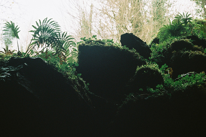 Dorothy Hunter, cast, forecast (2023). Digitised film negative, dimensions variable. Courtesy the artist. | Dorothy Hunter, Marie Farrington, Amy Stephens: Strata | Saturday 20 July  – Saturday 21 September 2024 | CCA | Image: Dorothy Hunter, cast, forecast (2023). Digitised film negative, dimensions variable. Courtesy the artist. |  in the foreground we see ferns and other fairly lush vegetation, though there are very dark shadows taking up most of the image, as though there were some sort of cross-sectioning of the ground in which the plants are growing; farther away, we can see branches of trees in sunlight; they have little foliage, suggesting winter / early spring 