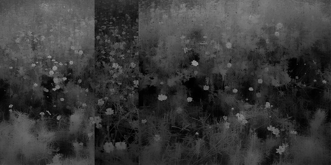 Image: Toshiya Watanabe, ‘Crevasse of Time' #01, Ed. of 5, 20h x 40w cm | BOKEH: Exhibition of Contemporary Photography | Saturday 13 July  – Saturday 17 August 2024 | SO Fine Art Editions | Image: Toshiya Watanabe, ‘Crevasse of Time' #01, Ed. of 5, 20h x 40w cm | wide black-and-white photo which is in three unequally sized vertical sections spread horizontally across the image; each appears to show a wildflowers in a field, but the greyscaling is unusual, possibly flipped in one or two sections 