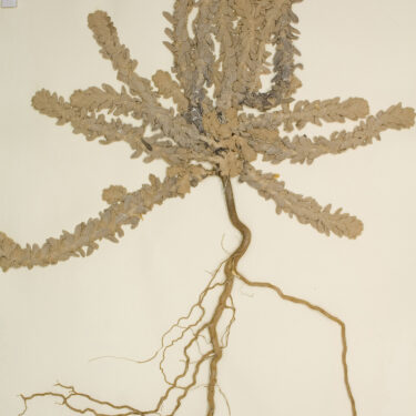 Laura Ní Fhlaibhín: Edge of Range |  Wexford Arts Centre 
Cornmarket, Wexford | Tuesday 27 August to Thursday 3 October 2024 | to 