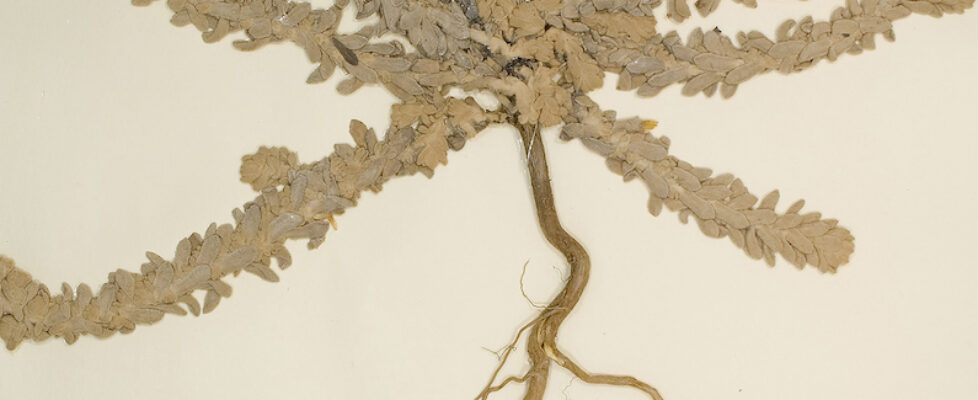 LauraNiFhlaibhin_ImageCreditsInculdedInPR