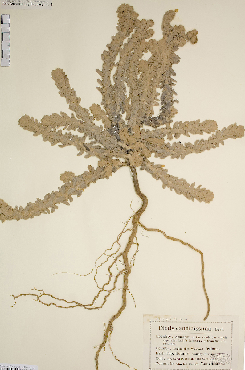 This image was published by the Botanical Society of Britain and Ireland in their journal British & Irish Botany 4(3): 248-272 (2022), and originally as two plates by Cecil Hurst in Memoirs and Proceedings of the Manchester Literary & Philosophical Society (Manchester Memoirs) 46 (1): 1-8 (1901). The image was then referenced by Tony Murray and Dr. Mike Wise Jackson in their paper 'The history, status and conservation management of Cottonweed Achillea maritima (Otanthus maritimus) (Asteraceae) at Lady’s Island Lake'. | Laura Ní Fhlaibhín: Edge of Range | Tuesday 27 August  – Thursday 3 October 2024 | Wexford Arts Centre | Image: This image was published by the Botanical Society of Britain and Ireland in their journal British & Irish Botany 4(3): 248-272 (2022), and originally as two plates by Cecil Hurst in Memoirs and Proceedings of the Manchester Literary & Philosophical Society (Manchester Memoirs) 46 (1): 1-8 (1901). The image was then referenced by Tony Murray and Dr. Mike Wise Jackson in their paper 'The history, status and conservation management of Cottonweed Achillea maritima (Otanthus maritimus) (Asteraceae) at Lady’s Island Lake'. |  we see the leaves and roots of the plant in question; all has faded and flattended to a more or less uniform mid-greyish-brown; there are about 10 shortish fronds, each covered in short leaves; the roots hang down like a brown artery; there is a small, old-ish-looking label top left, ‘Her. Bot. Dept. Univ. Birmingham, Rev. Augustin Ley Bequest 1911’, below it a small ruler; at bottom right there is a larger label which, among other things, points to Rosslare.