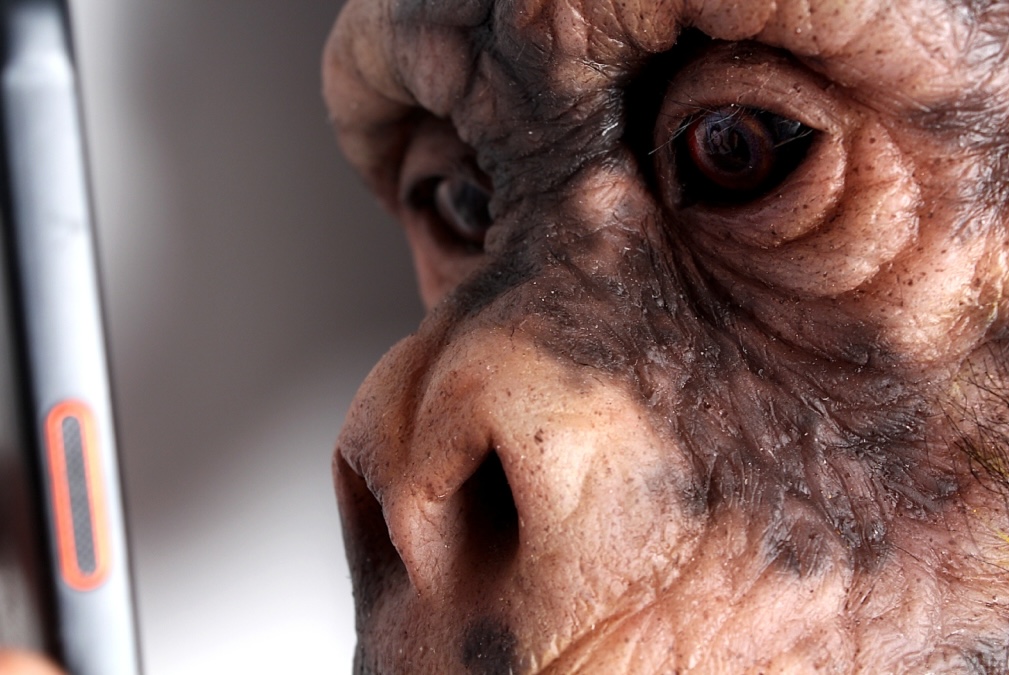 Sadhbh Mowlds, To Be Used, 2024, silicone; hair; resin : foam; steel; smart phone, H122cm W54cm D56cm, Image courtesy of the artist. | Sadhbh Mowlds: To Be Used | Saturday 23 November 2024  – Sunday 26 January 2025 | Royal Hibernian Academy | Image: Sadhbh Mowlds, To Be Used, 2024, silicone; hair; resin : foam; steel; smart phone, H122cm W54cm D56cm, Image courtesy of the artist | photo of a close-up of a simian face, very realistically modelled; on the left we appear to be seeing the side of a smartphone, the object of the simian gaze 