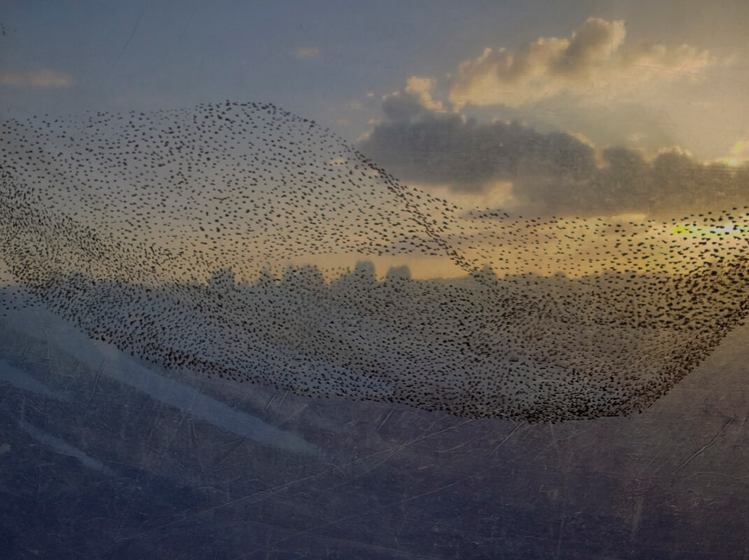 Vincent Sheridan: Mirage IX, archival digital mixed media print, ed. of 25, 60 x 80cm | Vincent Sheridan: Mirage | Saturday 5 October  – Saturday 26 October 2024 | SO Fine Art Editions | Image: Vincent Sheridan: Mirage IX, archival digital mixed media print, ed. of 25, 60 x 80cm | blurry photo of what may be a city, but is more likely a landscape with trees, at dawn or dusk, sun setting to the right edge of the image, obscured in part by cloud; the horizon bisects the image horizontally; between us and this background is what seems to be a murmuration of starlings, but there is also a sweep of something gossamer-like, and there are also scratches towards the bottom, like on perspex / plexiglass 