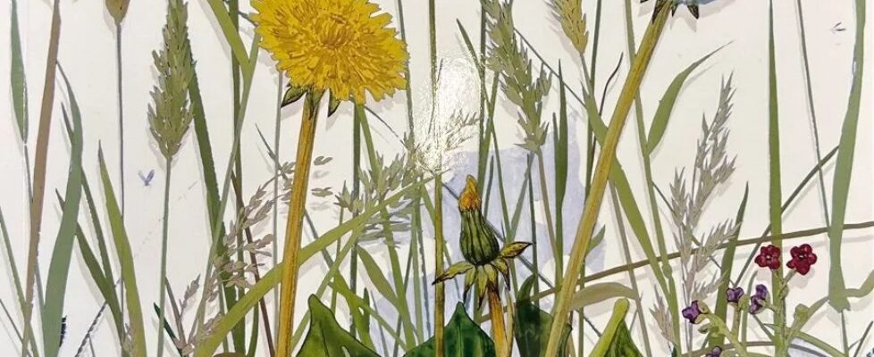 yanny-petters-fieldwork-mainie-albrecht-catalogue