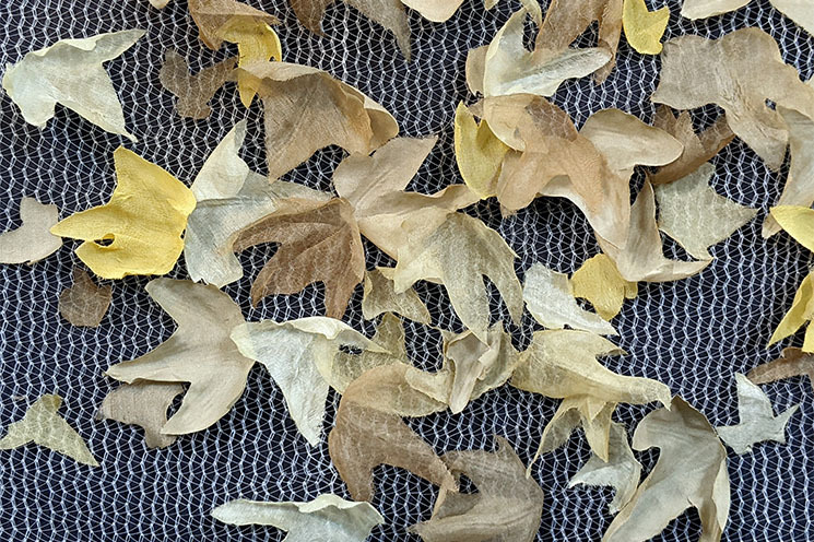 Marielle MacLeman: Work in progress, 2024, courtesy the artist. Silk, ivy dye, copper, iron, scaffolding mesh. | Marielle MacLeman: The Visitors | Saturday 14 December 2024  – Sunday 9 February 2025 | Butler Gallery | Image: Marielle MacLeman: : Work in progress, 2024, courtesy the artist. Silk, ivy dye, copper, iron, scaffolding mesh. | photo of what seems to be a scattering of fallen leaves on a nylon or metallic mesh against a black background; some of the leaves seem unusually translucent 