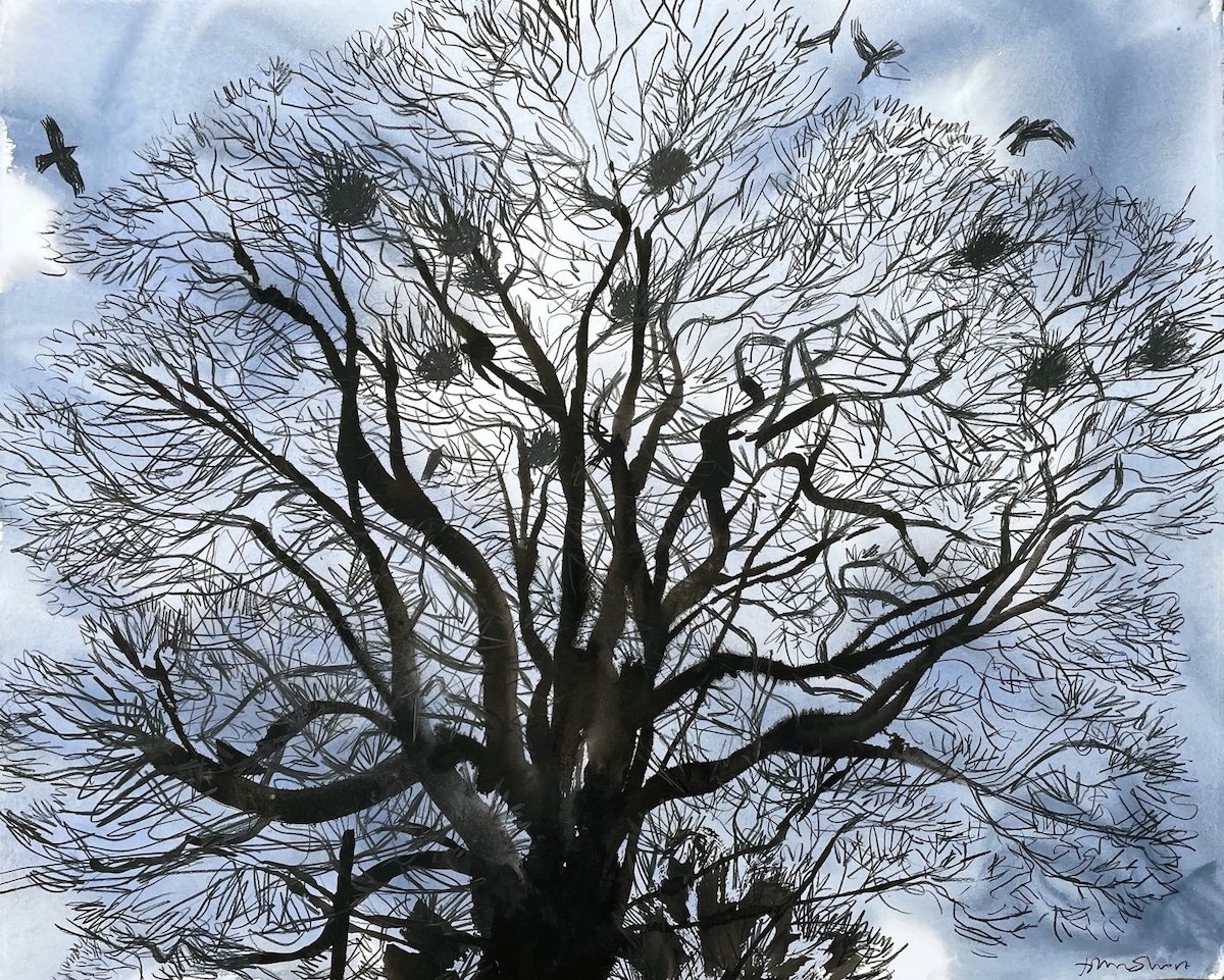 John Short, Crows Nesting, Killaloe Co. Clare, watercolour & conte, 100 x 100cm | Winter Group Show | Thursday 21 November  – Monday 23 December 2024 | Solomon Fine Art | Image: John Short, Crows Nesting, Killaloe Co. Clare, watercolour & conte, 100 x 100cm | the image is very much as the title suggests; we’re looking upwards into a tree in winter; its bare branches hold around 10 nests, and we see a number of crows approaching the tree 