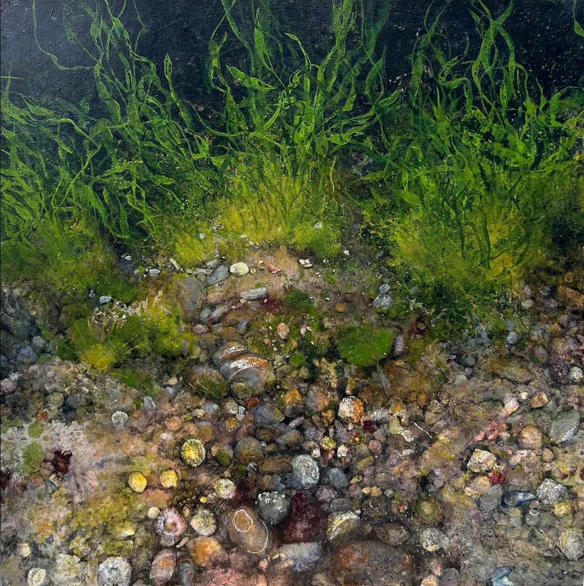 Janet Murran: How Extraordinary the Ordinary is, 2024, acrylic on solid wood panel, 90 x 90 x 4 cm | Janet Murran: Glimmer | Thursday 12 December 2024  – Friday 31 January 2025 | Taylor Galleries | Image: Janet Murran: How Extraordinary the Ordinary is, 2024, acrylic on solid wood panel, 90 x 90 x 4 cm |  appears to be a glimpse into a rock pool by the sea – we see grasses (?) whose very green leaves have an underwater randomness; they are towards the top of the painting, and so a bit farther away from us, and ehind them is a textured bluish darkness; closer to us, we see lots of rocks of various sizes and shapes, and at least one empty seashell; what looks like moss is probably algal growth of some sort; and we see little purple flora among the rocks as well 