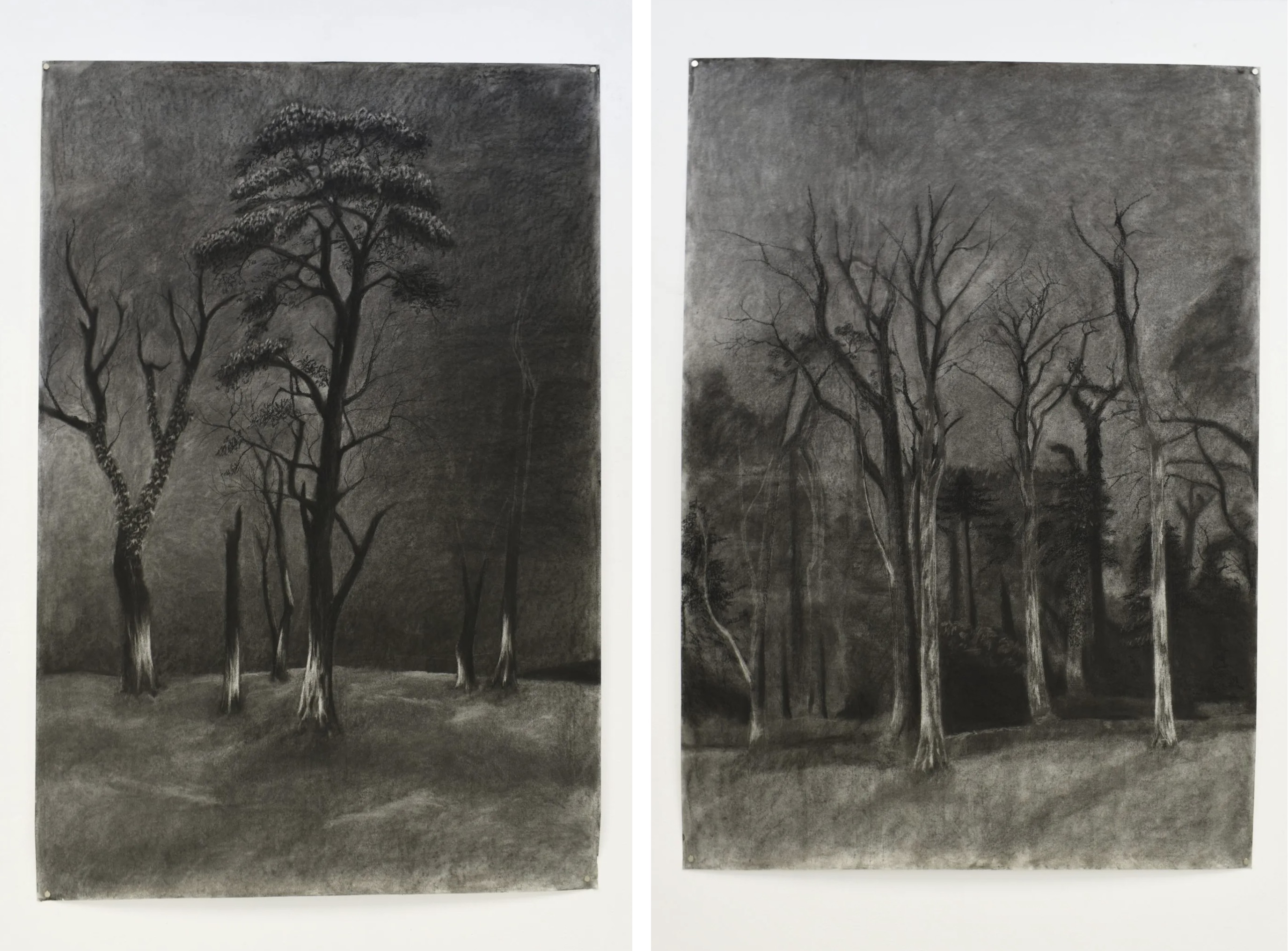 Elaine Somers-Cashen | Graduate Award Exhibition 2025 | Saturday 15 February  – Sunday 23 March 2025 | GOMA Gallery of Modern Art | Image: Elaine Somers-Cashen | these are probably two charcoal drawings side by side, pinned to a white wall; each drawing shows trees, most of them damaged by wind or fire, in a gloomy setting; there are spots of illumination, more or less unexplained, on the trunks of most of the trees 