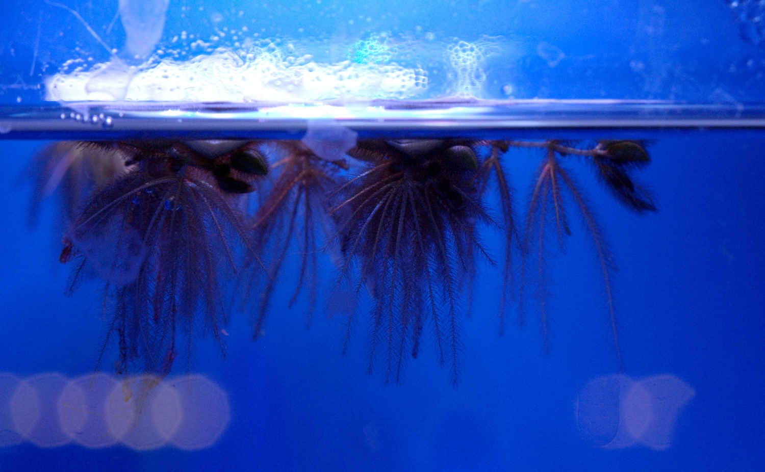 Martina O’Brien | Martina O’Brien: brittle record | Friday 14 February  – Wednesday 2 April 2025 | Municipal Gallery | Image: photo that appears to have been taken looking from the outside, side-on, into an aquarium / fish tank, with the camera a bit below the level of the surface of the water; it is very unclear what is above the water, as the glass is not clear, though whatever it is is very white, against the blue background that pervades the image; below the water are critters that are possibly better kept in a nightmare; they seem to be some sort of very disturbing jellyfish – two or three of them – which are floating at surface level, but whose sting-ey thnigs hang down into the water as long spikes covered in shorter spikes; one of them seems to have a sort of claw or beak, and there is a sort of spine thing off to the right; avoid! 