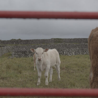 Eimear Walshe: VASSALDOMS UNITED |  Luan Gallery 
Athlone, Co. Westmeath | Saturday 26 April to Sunday 22 June 2025 | to 