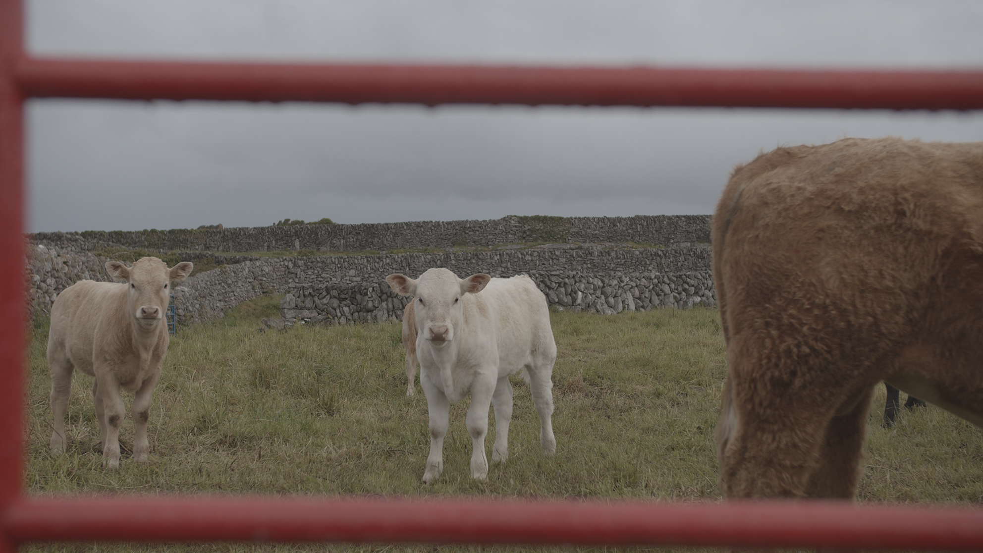 Eimear Walshe: VASSALDOMS UNITED | Saturday 26 April  – Sunday 22 June 2025 | Luan Gallery | Image: Eimear Walshe: photograph | photo with partial views of probably five calves; the fields are of the traditional West-of-Ireland sort: dry-stone walls, fairly scrubby grass, grey sky, hit of low trees in the background; two calves are in full view – and looking straight towards the camera – while the other three are only partly visible, including the sideways rump of a light-brown calf fulling much of the right-hand side of the photo;; the red bars of a gate cross the photo, one bar cutting the sky towards the top of the image, one very close to the bottom of the image, one vertical along the left border; all the bars are out of focus   