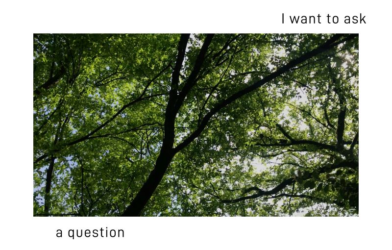 courtesy David Parnell | David Parnell: I Want to Ask A Question | Friday 11 April  – Friday 23 May 2025 | Roscommon Arts Centre | Image: courtesy David Parnell | photo of a tree canopy, viewed from below, on a bright day; there is one main trunk coming from about a third of the way in from the left, at the bottom, and we see various criss-crossing limbs and brances, plus many, many green leaves, behind which is a white (presumably a cloud) sky towards the right, with pale blue on the left; the portrait-orientation image is surrounded by a wide white border; onto it, top right, is the phrqse “I want to ask” and bottom left in the white border we see ”a question”  