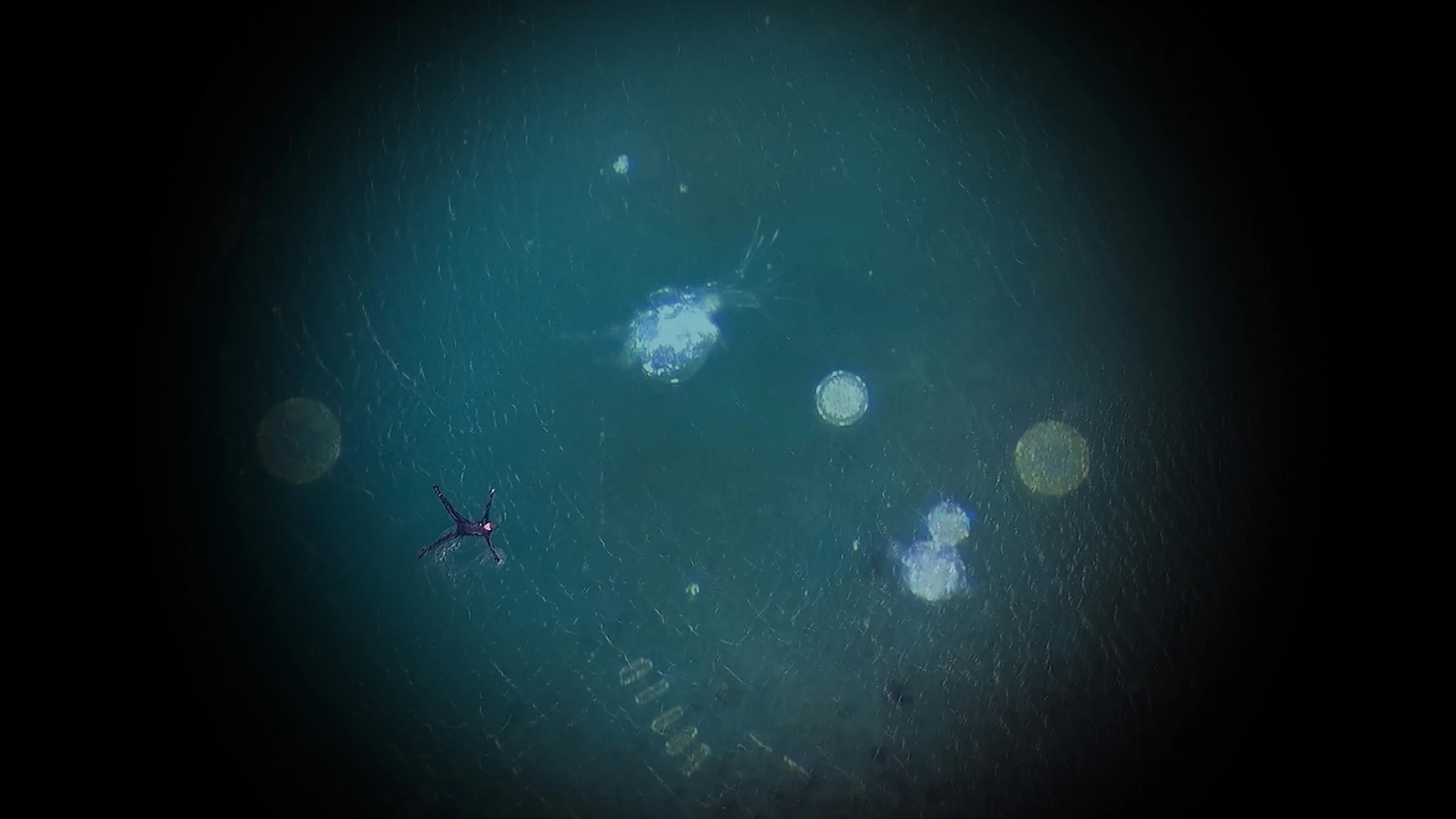 Rachel Joynt | Rachel Joynt: Fathom: Outstretched Arms | Thursday 29 May  – Saturday 21 June 2025 | Solomon Fine Art | Image: apparently a photo from above of a figure floating in water, arms and legs akimbo in, probably a wetsuit; the water is presumably the sea, and near the figure we see various organic shapes that seems like blown-up microscopic plankton; the circular central area of the photo is of normal luminosity, with the photo getting progressively darker towards the edges of the landscape-shape image 