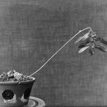 Composting Colonialism: Towards the Radical Garden |  Mermaid Arts Centre 
Main Street, Bray Co. Wicklow | Saturday 26 July to Saturday 4 October 2025 | to 