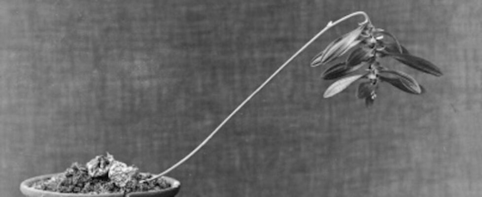 Composting Colonialism