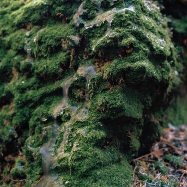 Bassam Issa Al-Sabah, Jennifer Mehigan and Caoimhín Gaffney: To be Spat Back Out |  GOMA Gallery of Modern Art 
6 Lombard Street Waterford | Saturday 26 July to Saturday 23 August 2025 | to 