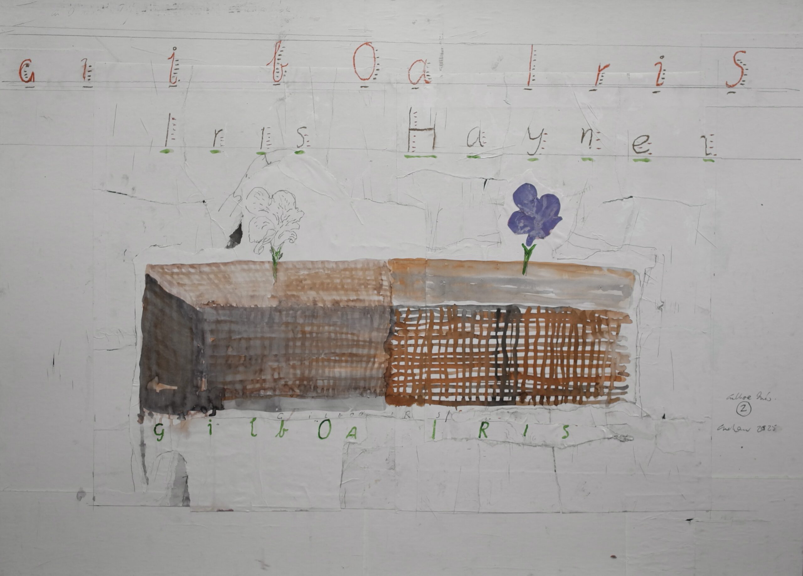Patrick Graham: Gilboa Iris, 2025, mixed media, 81 x 110cm | Patrick Graham: Gilboa Iris | Friday 7 November  – Saturday 6 December 2025 | Hillsboro Fine Art | Image: Patrick Graham: Gilboa Iris, 2025, mixed media, 81 x 110 cm | against a grey background we see two blocks of what may be soil or some sort of substitute, portrayed as a sort of gridded brick, from which two irises emerge, just a single flower, the one on the left no more than outlined except for the green stem, the one on the right meanwhile has the iris itself coloured as well; above the irises we read ‘Gilboa Iris’ on one line, and ’Iris Haynes’ beneath that; under the soil bricks, we can read ‘Gilboa Iris’; the writing is hand-drawn and seems a bit hesitant 