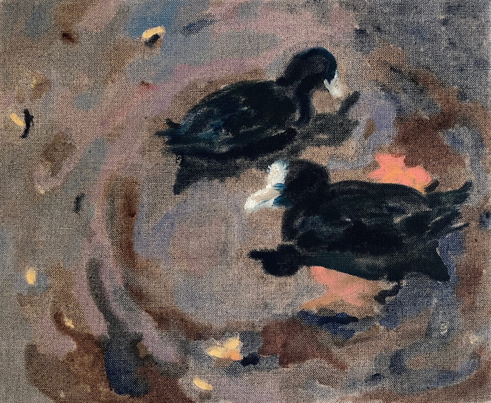 Banbha McCann: Floating Pair II, oil on linen, 24 x 30cm2024 | Banbha McCann | Friday 7 November  – Wednesday 31 December 2025 | Taylor Galleries | Image: Banbha McCann: Floating Pair II, oil on linen, 24 x 30cm2024 | by the looks of it, very competent rendering, with minimal number of marks, two ducks; raw canvas; ducks are viewed somewhat from above; they are close, black, white beaks; they appear to be circling each other in the water 