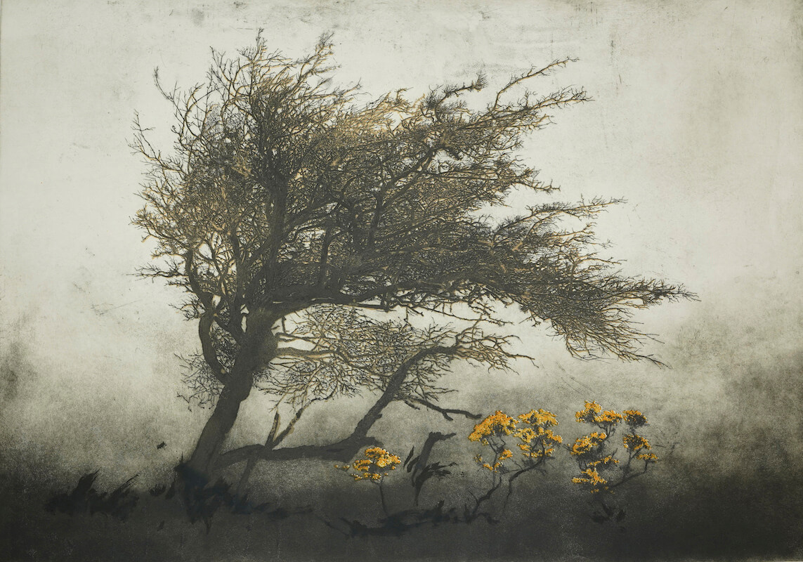 Robert Russell, The Hawthorn Holds Fast, Etching and Carborundum, 84h x 120w cm | Winter Show 25 | from Saturday 6 December  | SO Fine Art Editions | Image: Robert Russell, The Hawthorn Holds Fast, Etching and Carborundum, 84h x 120w cm | the work shows a wind-bowed hawthorn tree leaning rightwards from the left side of the image; the weather is grey, and it seems there may be a storm, possibly with flying objects; nearer to us towards bottom left are some yellow flowers, possibly gorse / whin / furze 