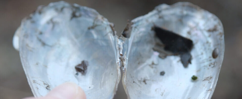 Sabi Nicholson Dislocations 2025