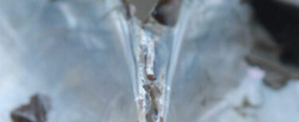 Sabi Nicholson Dislocations 2025