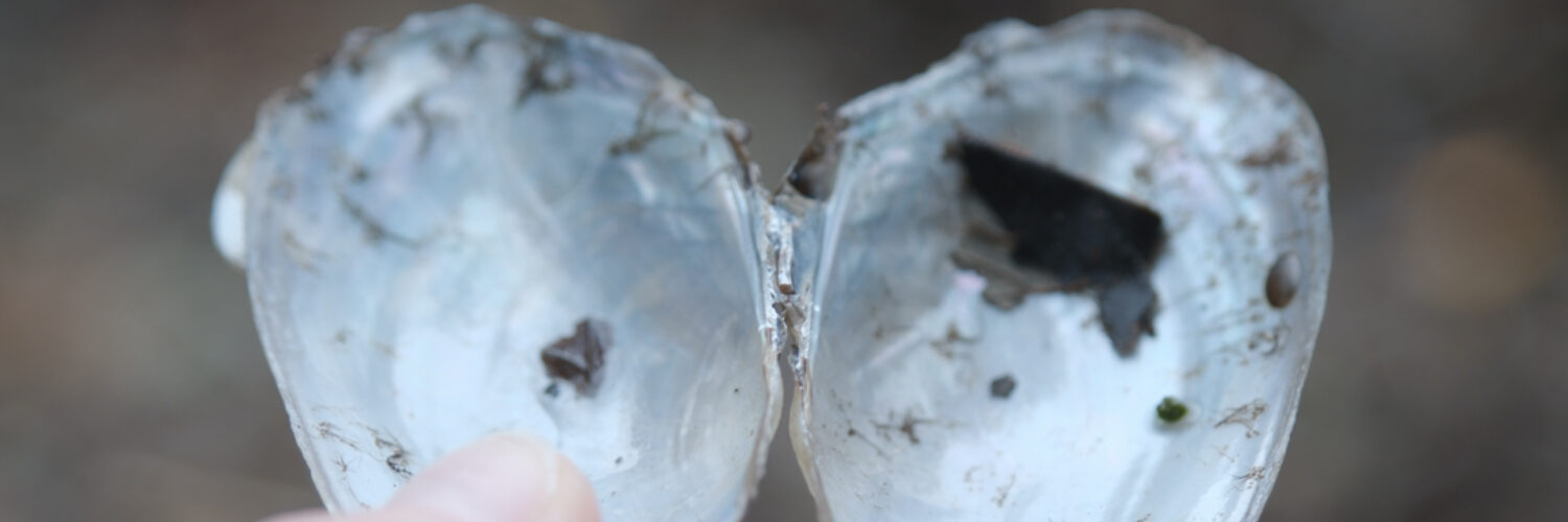 Sabi Nicholson: Dislocations, 2025 | Thomas Hunter, Sabi Nicholson, Lucy Tevlin: IT’S NOT CLEAR FROM HERE | Saturday 17 January  – Saturday 14 March 2026 | CCA | Image: Sabi Nicholson: Dislocations, 2025 | photo; a hand is holding an open shellfish shell; all we see of the hand is a bit of the of the left thumb, basically the fingernail; the shell is empty; the background is blurred – possibly a beach  