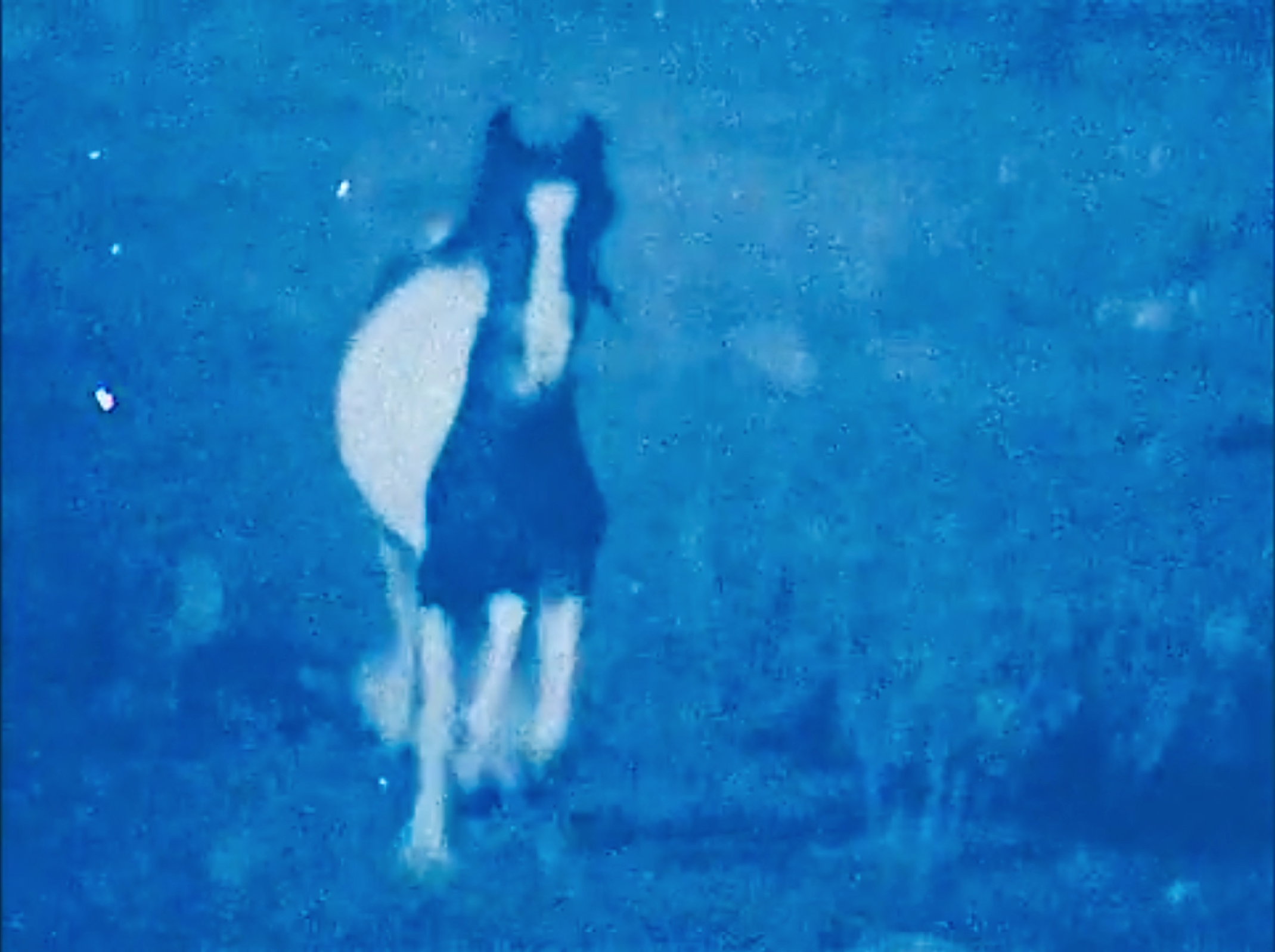 Kai Fiáin | Thursday 18 September  – Saturday 20 December 2025 | Uillinn: West Cork Arts Centre | Image: very grainy, very blue-shifted photo of a piebald horse faceing us, in a field 