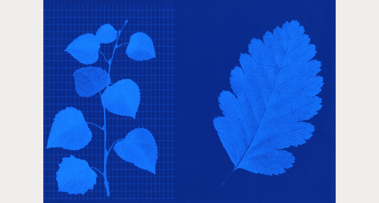 Eimearjean McCormack, Survey series, Silkscreen on Somerset paper, Image courtesy of the artist. | Eimearjean McCormack: Survey Series | Friday 9 January  – Sunday 8 February 2026 | Royal Hibernian Academy | Image: Eimearjean McCormack, Survey series, Silkscreen on Somerset paper, Image courtesy of the artist | against a dark cyan background we see leaves of a plant, maybe a thistle? on the left side of the image, and a single large leaf, possibly, of a tree, possibly; the coloration of these leaves is pale cyan; the leaves on the left also have a pale grid behind them; the effect is somewhat that of a cyaotype 