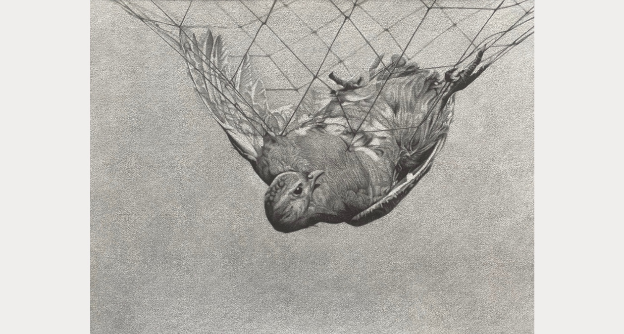 Magnhild Opdøl, And at the end, despair, pencil on aquarelle paper, 49, 5 x 61, 5 cm, 2024 | Magnhild Opdøl: Erase me | Friday 20 March  – Sunday 19 April 2026 | Royal Hibernian Academy | Magnhild Opdøl, And at the end, despair, pencil on aquarelle paper, 49, 5 x 61, 5 cm, 2024 | drawing of a bird, maybe a pigeon, caught in a net; it’s upside-down in the bottom of the net, partially bursting through, looking up at its dilemma; we are viewing from the side, outside the net; greyscale drawing 